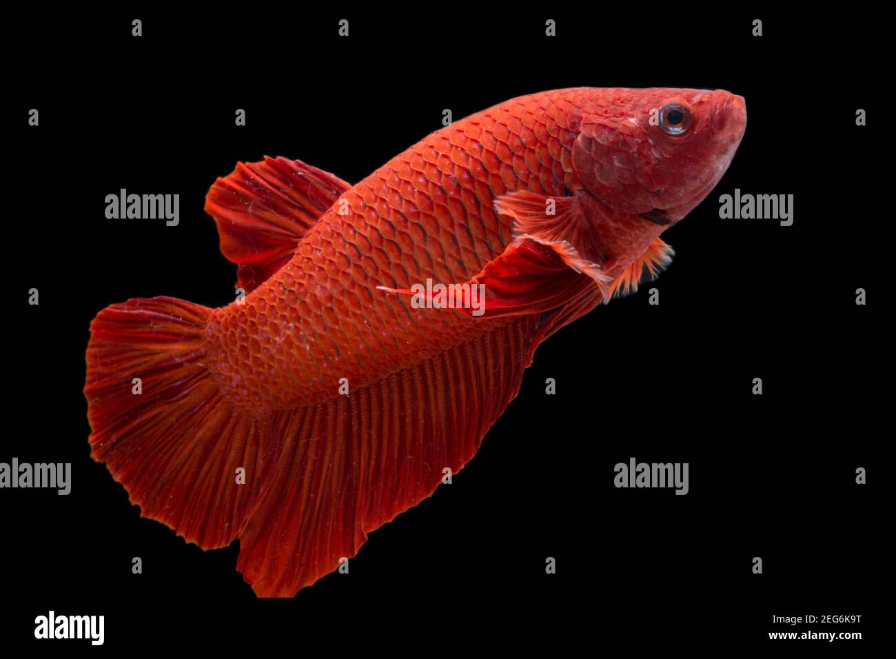 Betta pesce super rosso mezzaluna siamnese Fighting Fish Splendens on sfondo nero Foto Stock