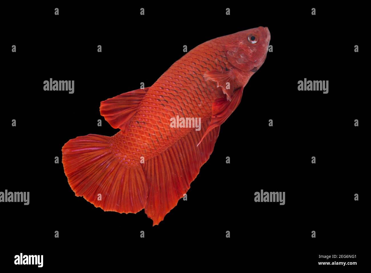 Betta pesce super rosso mezzaluna siamnese Fighting Fish Splendens on sfondo nero Foto Stock