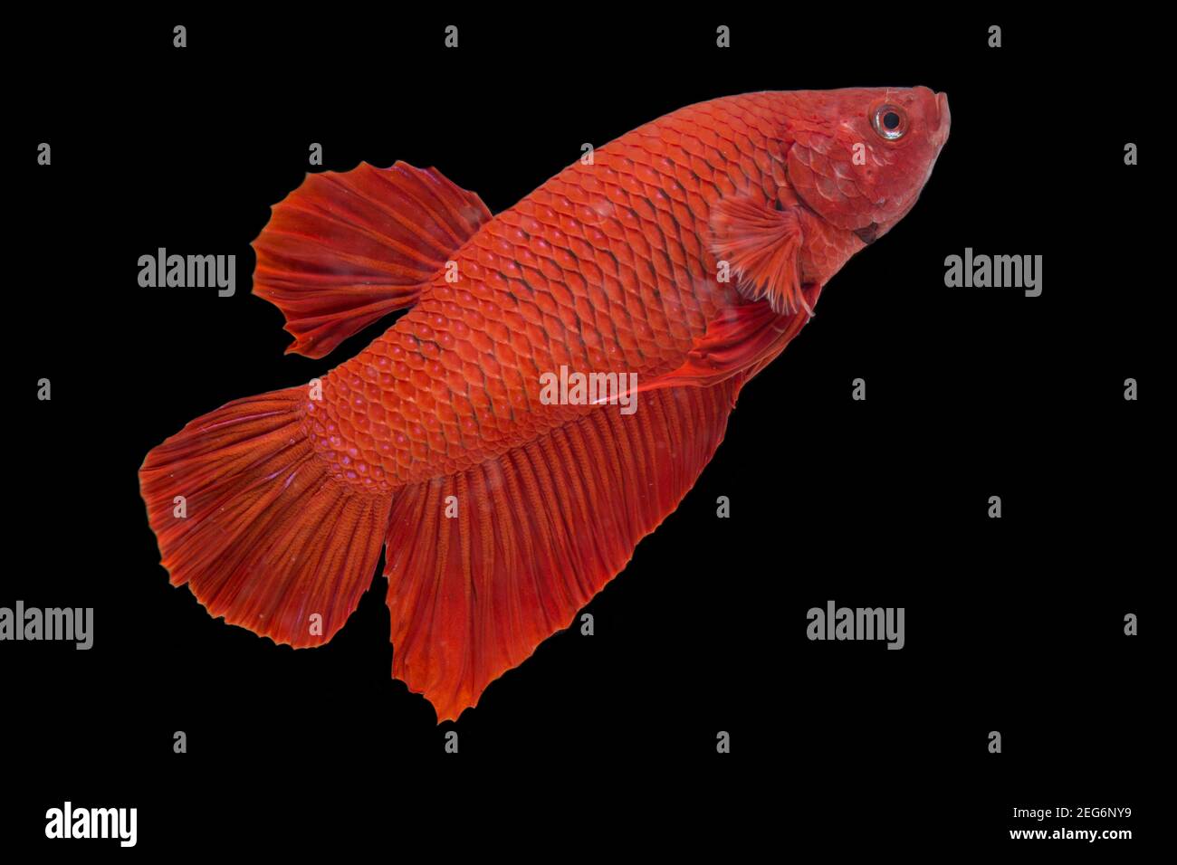 Betta pesce super rosso mezzaluna siamnese Fighting Fish Splendens on sfondo nero Foto Stock