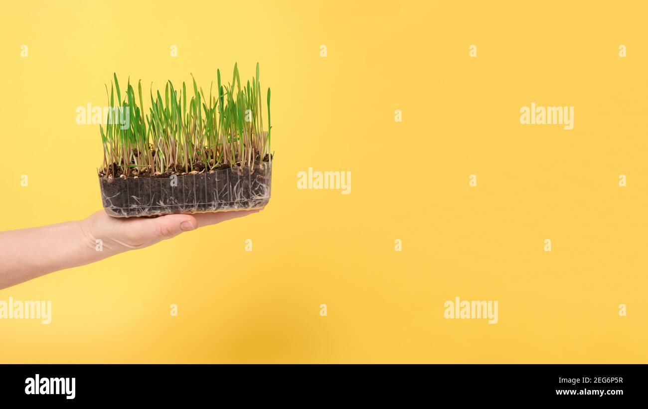 germogli micro-verdi in un vassoio di plastica in mano su uno sfondo giallo, banner, posto per il testo. Foto Stock