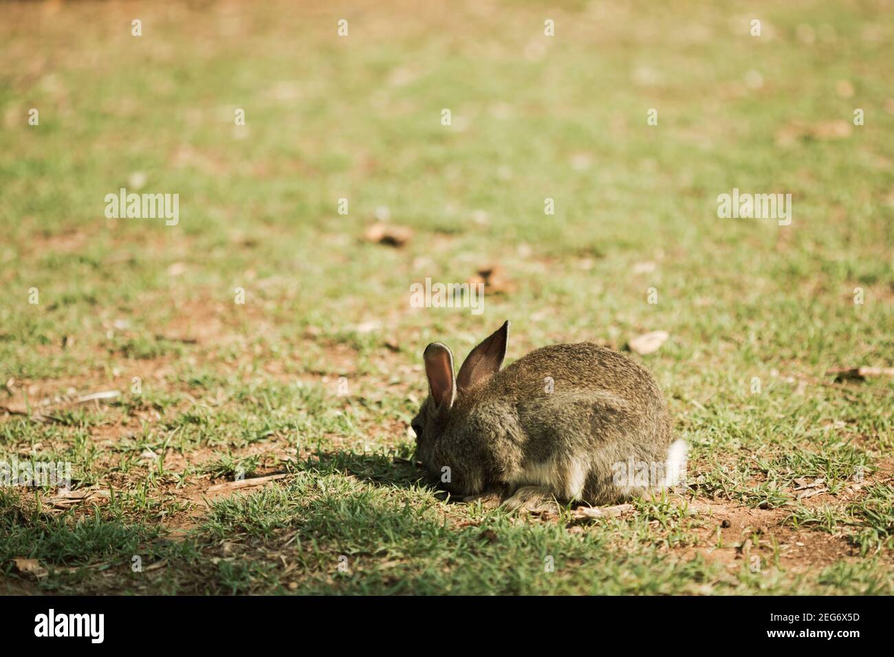 Carino piccolo coniglietto che cammina sul prato soleggiato mangiare erba,  Pasqua primavera sfondo Foto stock - Alamy
