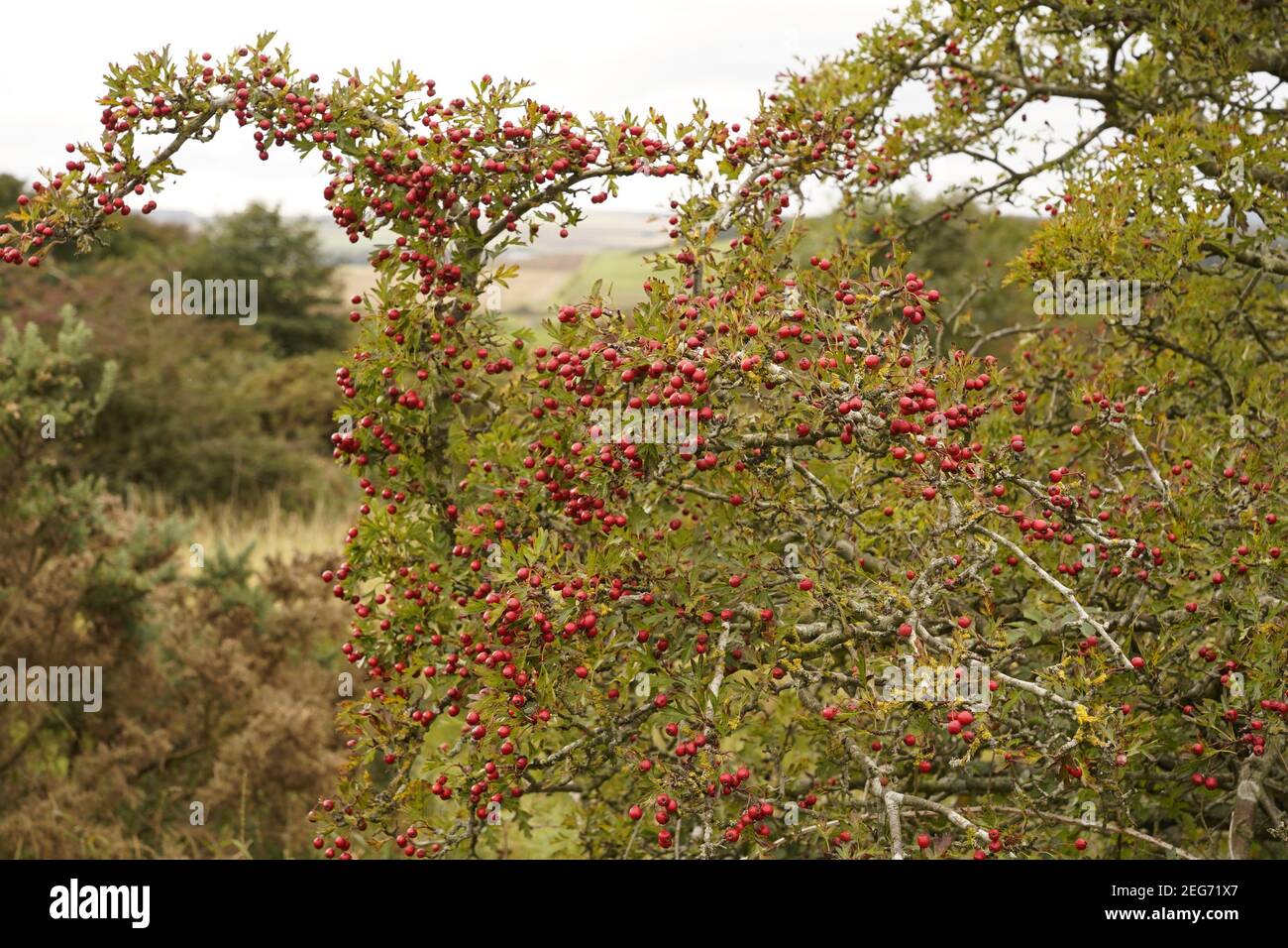 Ricca bacca rossa di madre nature generosità. Foto Stock