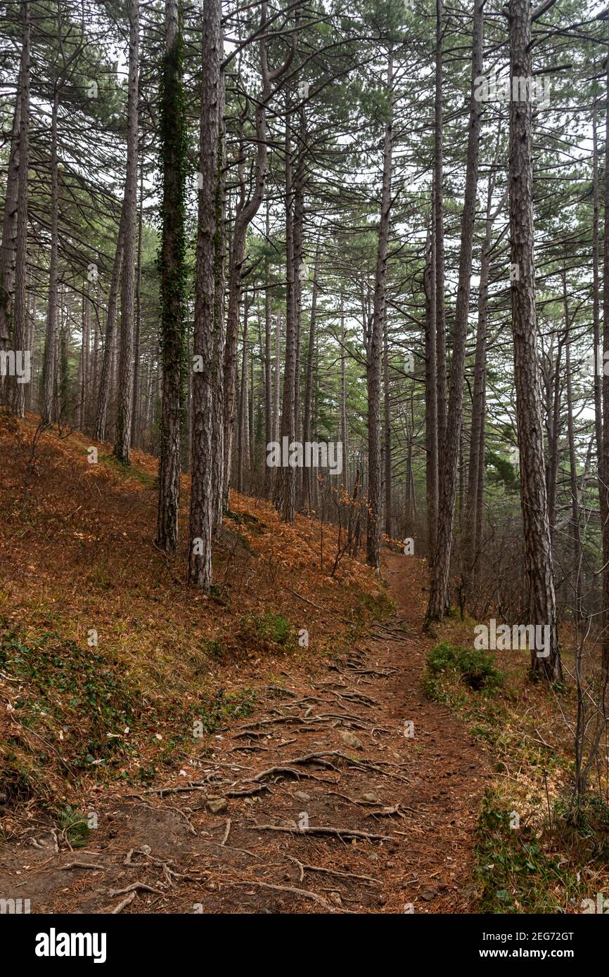 Un sentiero in una pineta. Un giorno di autunno nuvoloso nella foresta. Un percorso vuoto senza persone. Composizione verticale, tronchi sottili, aghi marroni caduti. Foto Stock