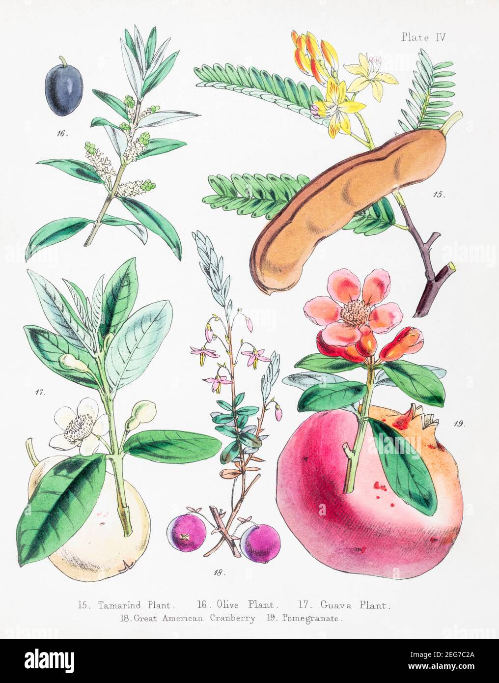 XIX sec. illustrazione botanica vittoriana dipinta a mano di Tamarind, pianta di Guava, mirtillo americano e melograno. Importanti impianti economici. Vedere le note Foto Stock