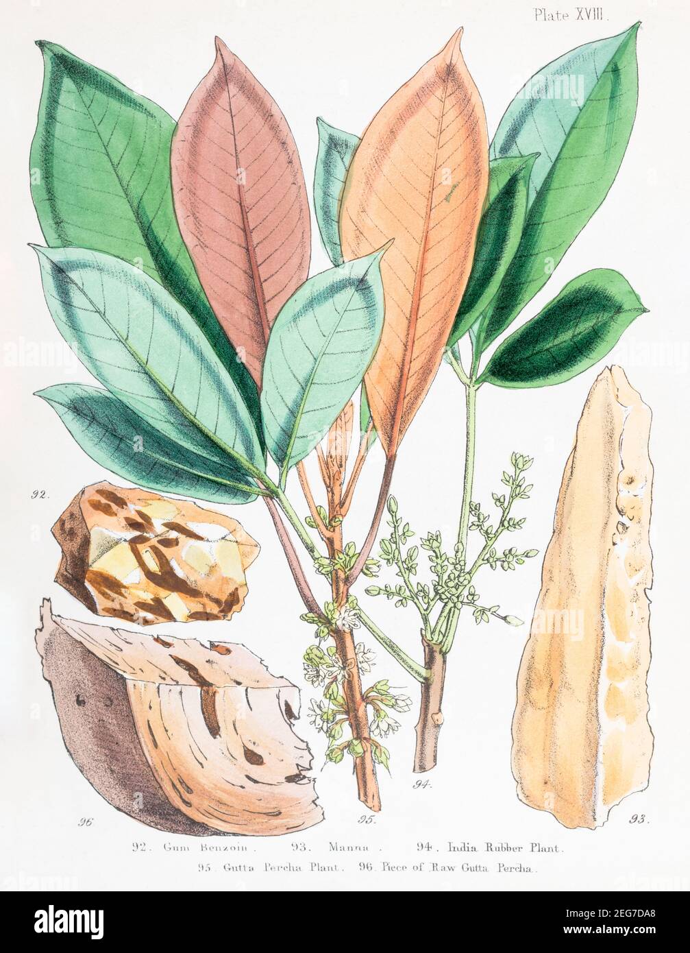 XIX sec. illustrazione botanica vittoriana dipinta a mano di Gum Benzoin & Manna, India Rubber & gutta Percha piante + gutta Percha grezza. Vedere le note. Foto Stock