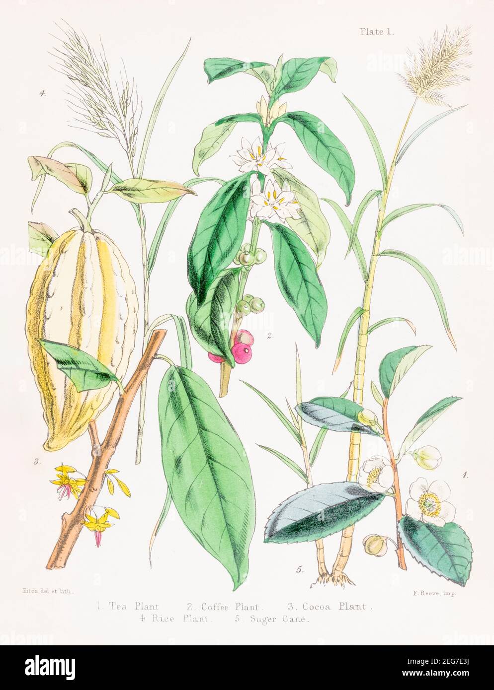XIX sec. illustrazione botanica vittoriana dipinta a mano di piante di tè, caffè, cacao, riso e canna da zucchero. Importanti impianti economici. Vedere le note. Foto Stock
