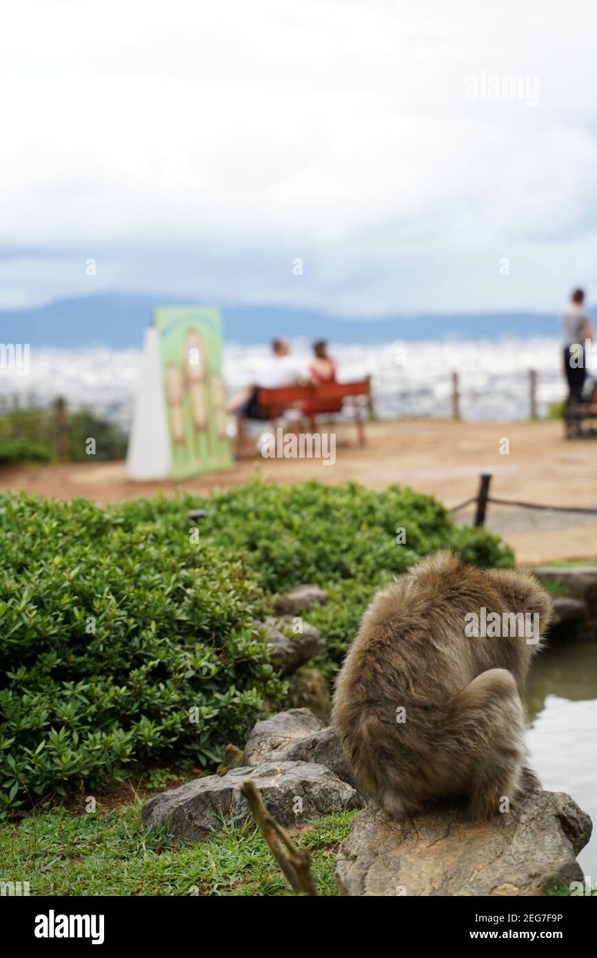 Scimmia seduta su una pietra accanto ad un laghetto in Il Parco delle scimmie di Arashiyama Foto Stock