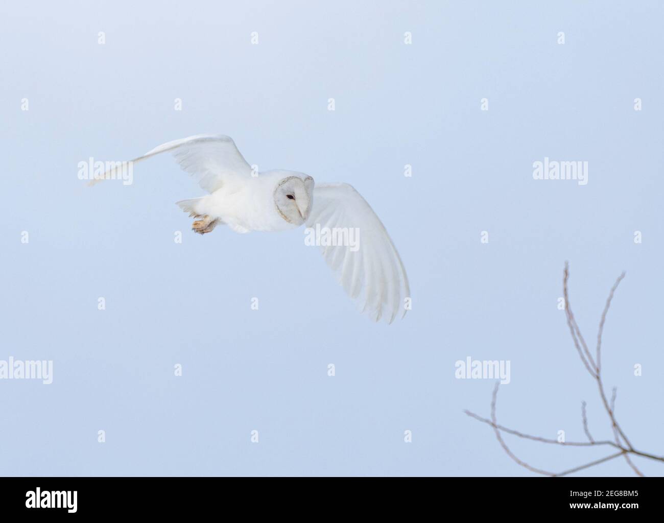 Fienile Leucistico gufo volando a destra a sinistra Foto Stock