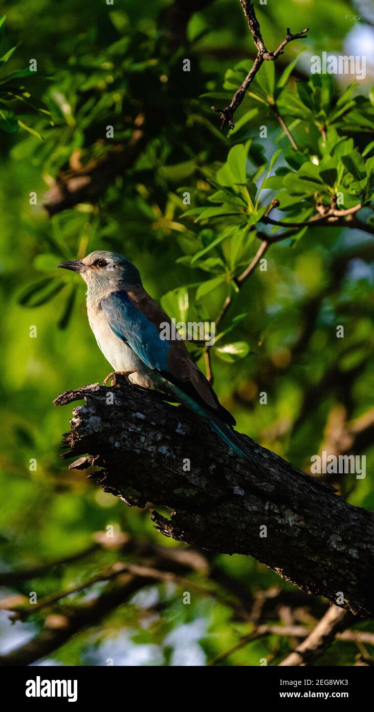 Rullo europeo nel Parco Nazionale di Liwonde, Malawi Foto Stock