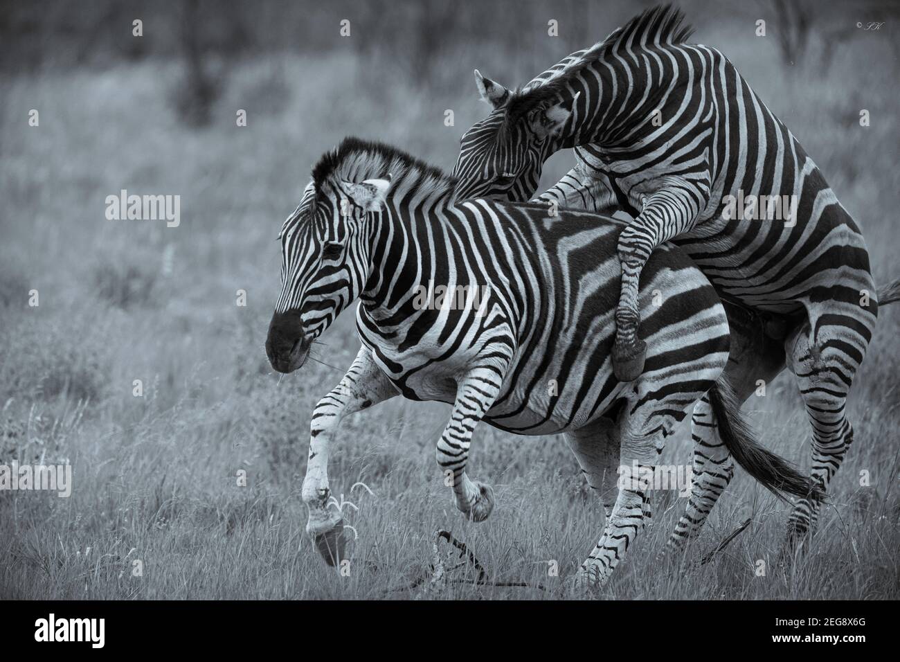 Zebra tenta di accoppiarsi Foto Stock