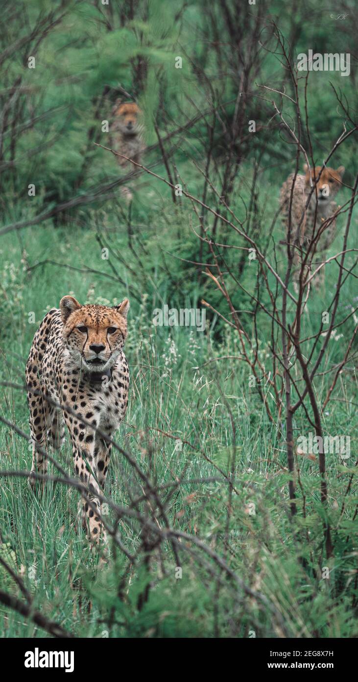 Ghepardi a caccia Foto Stock