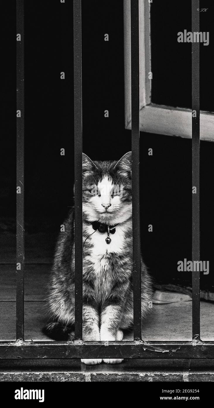 Il gatto sicuro. Camminando attraverso un complesso nel centro di Johannesburg, Sud Africa, mi sono imbattuto in questo gatto che mi ha dato un intrico cheeky. Foto Stock