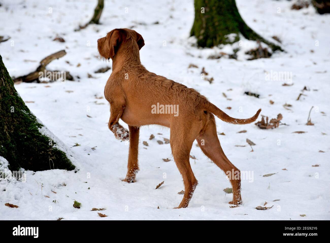 Ungherese Wirehaired Vizsla che indica Foto Stock