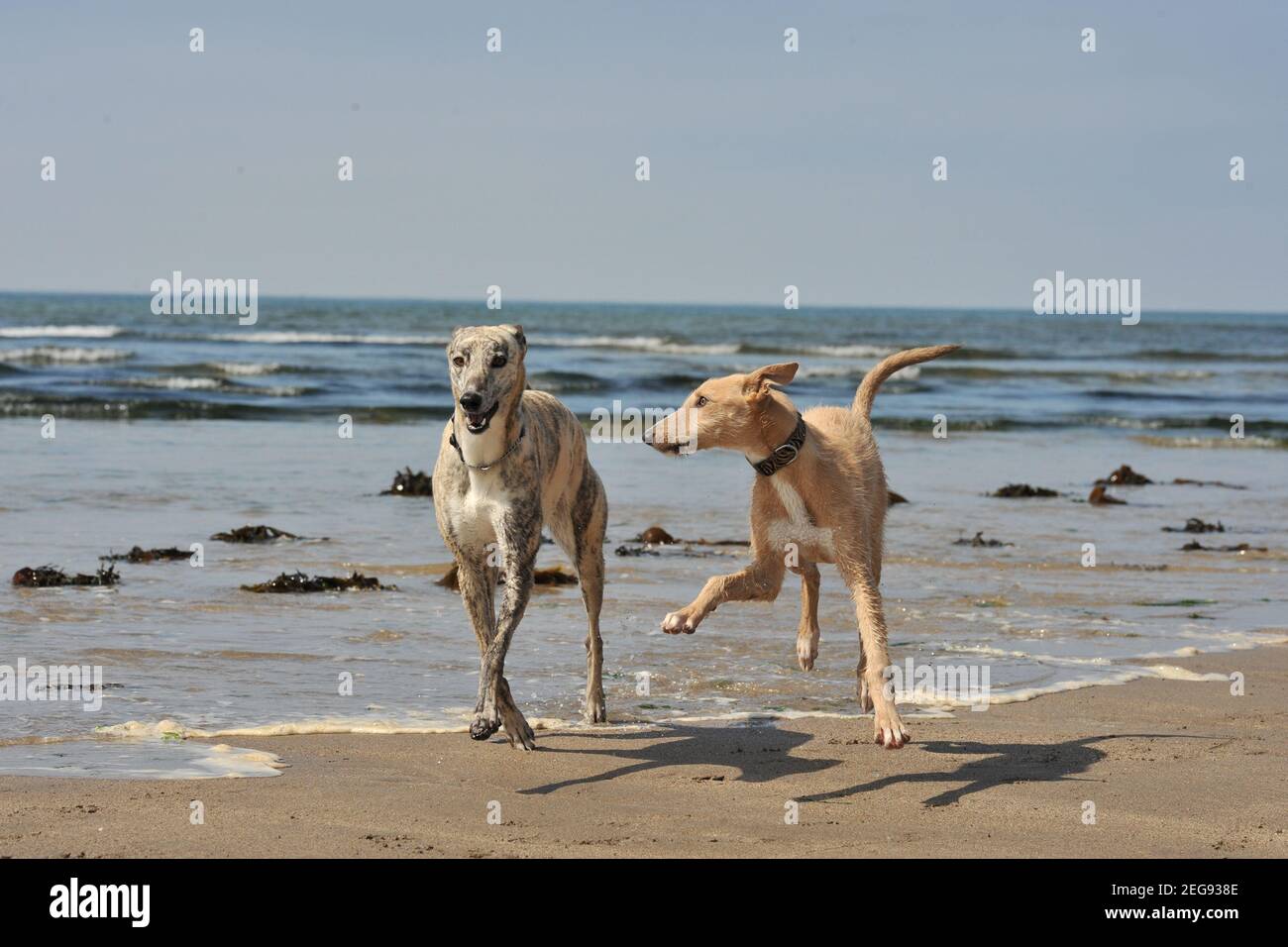 due lurchers che giocano e corrono sulla spiaggia Foto Stock