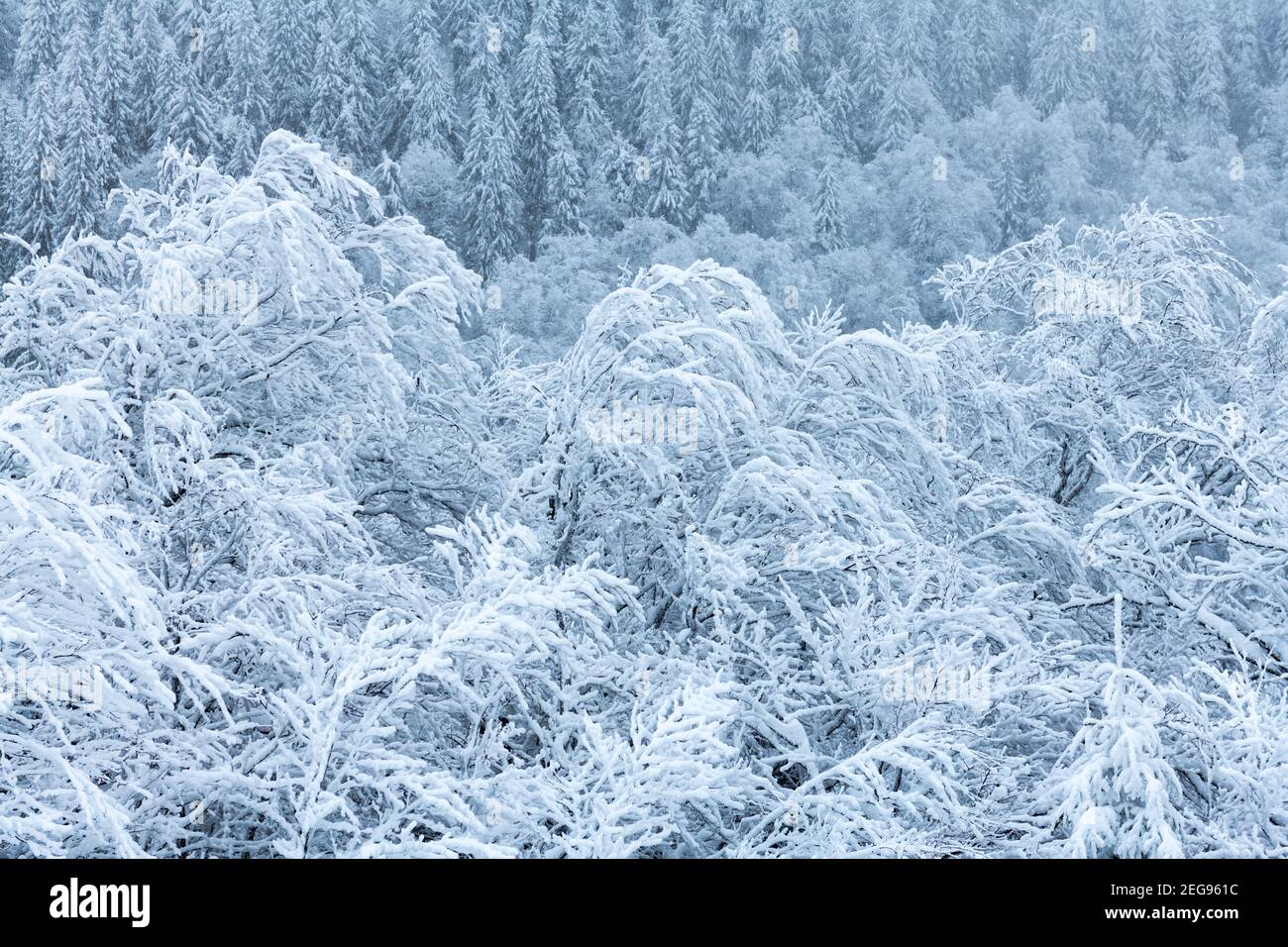Inverno foresta coperta da neve closeup. Fotografia di paesaggio Foto Stock