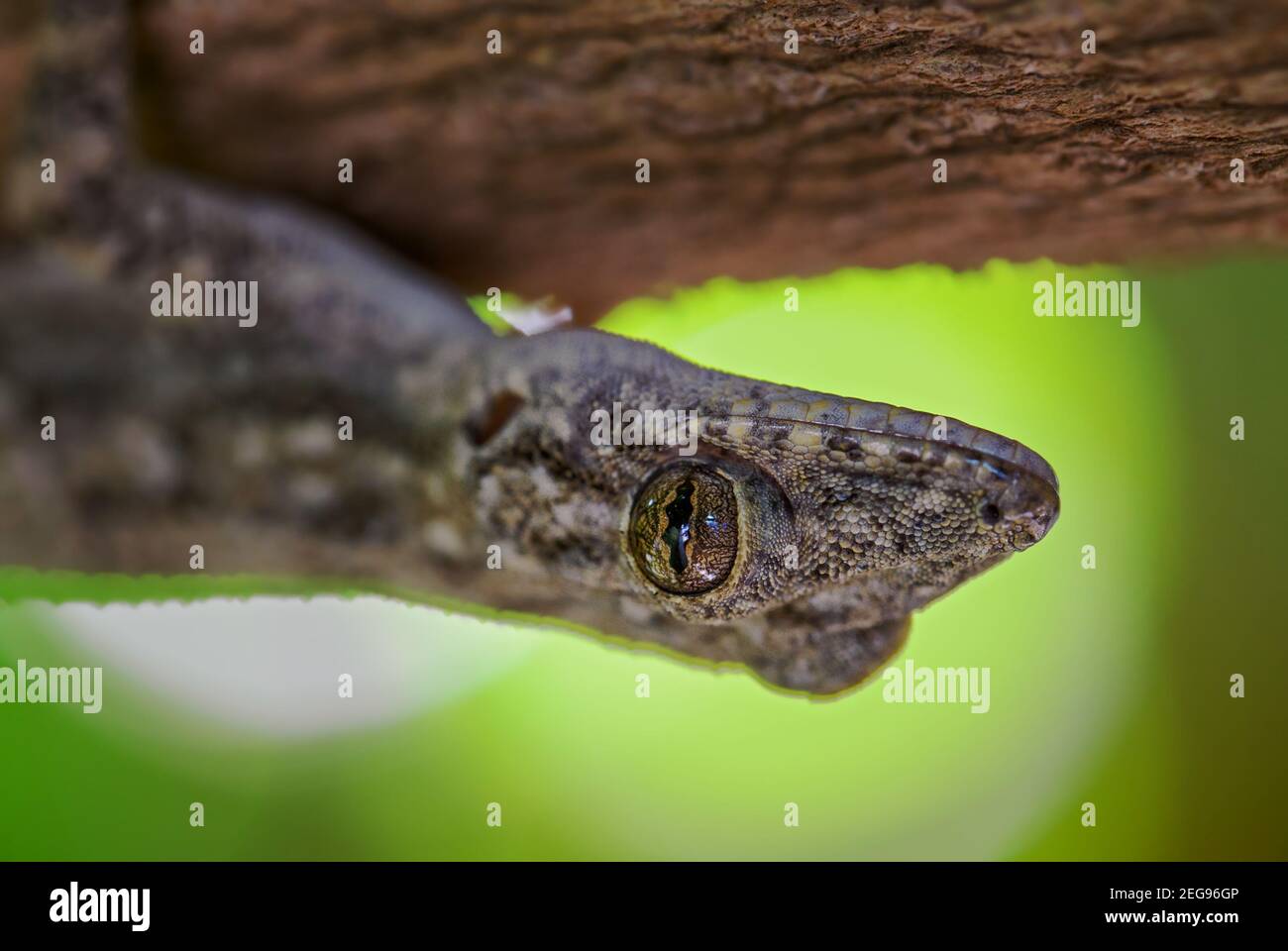 Afro-american House Gecko - Hemidactylus mabouia, bella lucertola comune da case africane, boschi e giardini, Zanzibar, Tanzania. Foto Stock