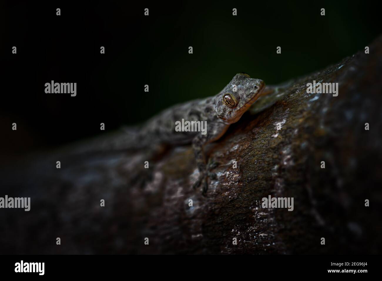 Afro-american House Gecko - Hemidactylus mabouia, bella lucertola comune da case africane, boschi e giardini, Zanzibar, Tanzania. Foto Stock