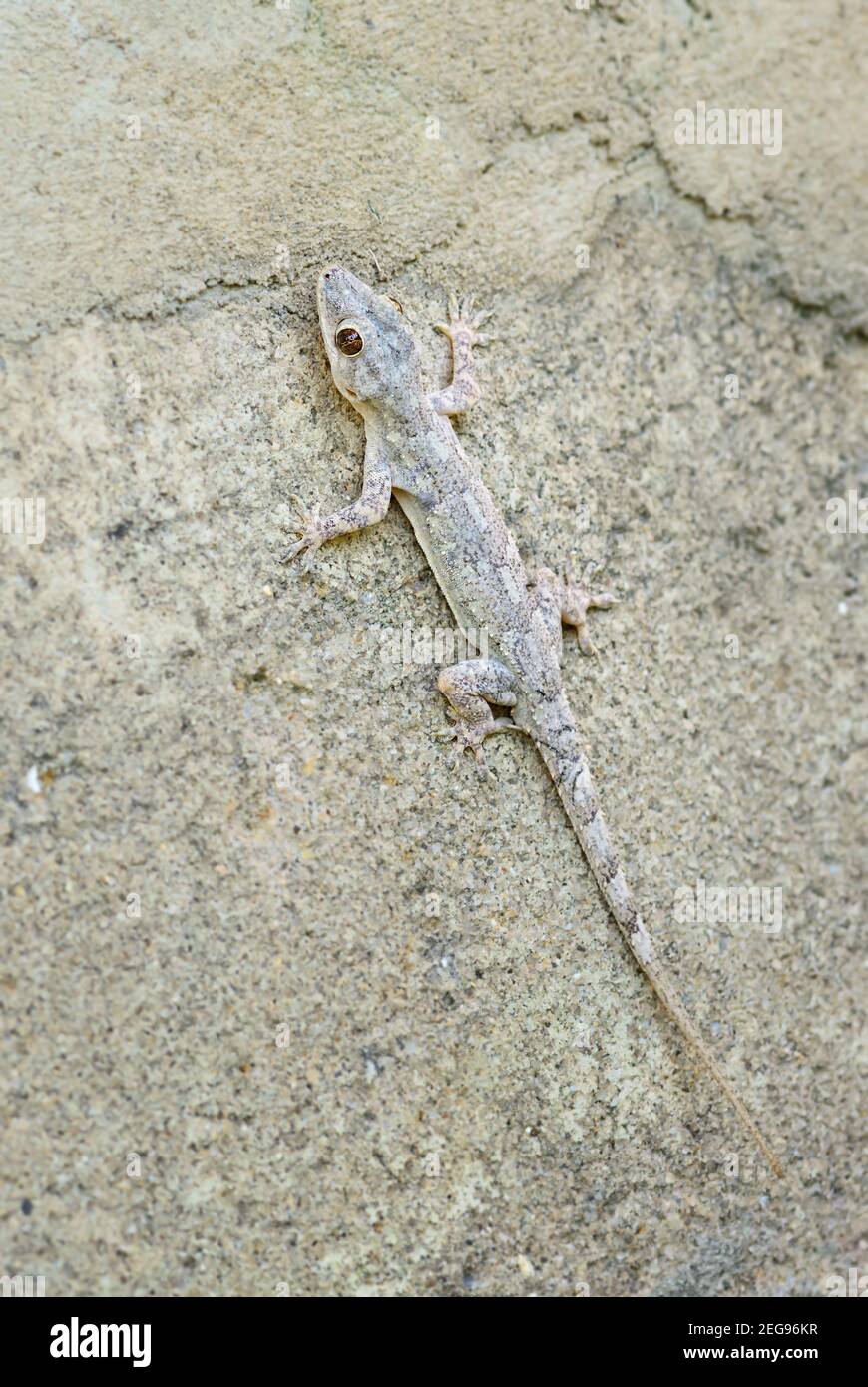 Afro-american House Gecko - Hemidactylus mabouia, bella lucertola comune da case africane, boschi e giardini, Zanzibar, Tanzania. Foto Stock