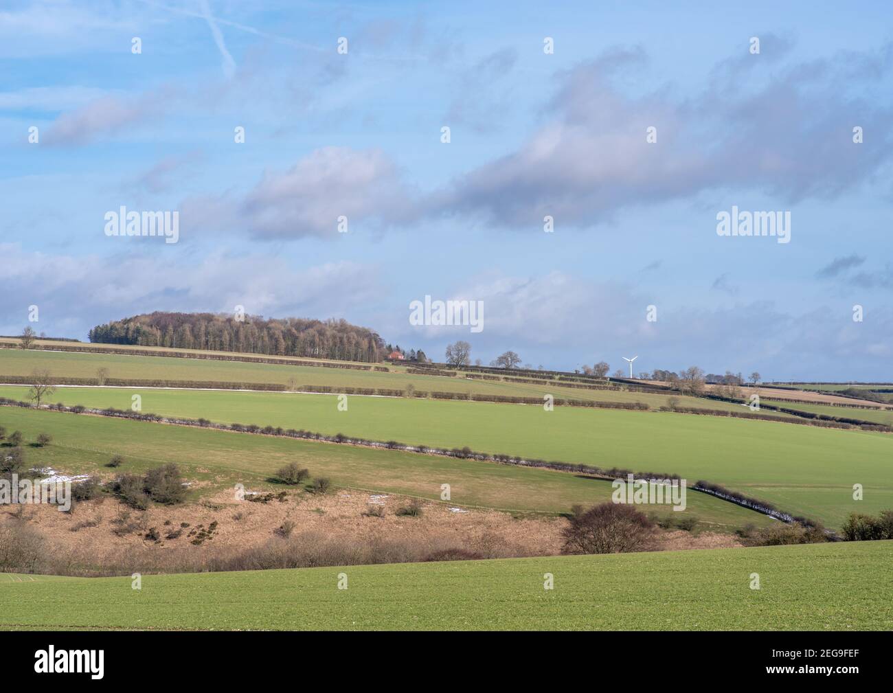 Campi verdi appena seminato con le file di siepi attraverso le colline ondulate e il cielo blu nei Wolds dello Yorkshire. Foto Stock