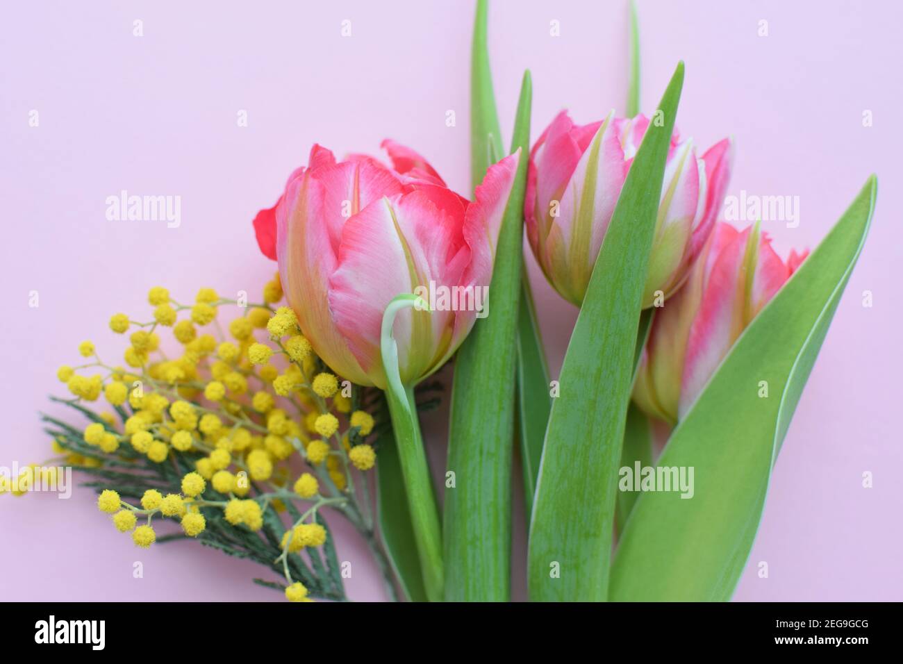 Bouquet di tulipani rosa primaverili per la Festa della mamma o 8 marzo su sfondo rosa. Vista dall'alto in stile piatto. Foto Stock
