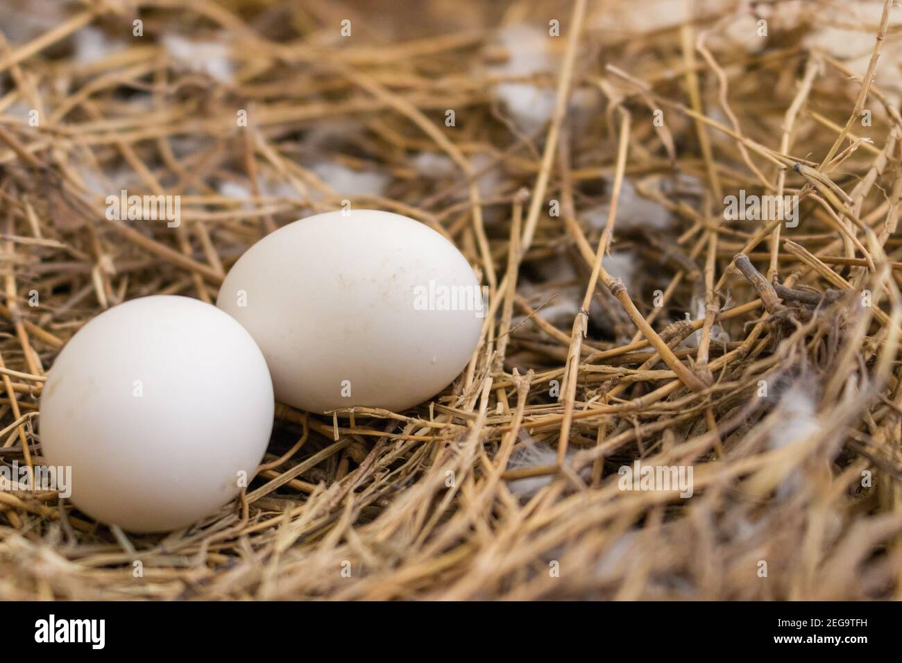 Primo piano con due uova bianche di un piccione nel nido Foto Stock