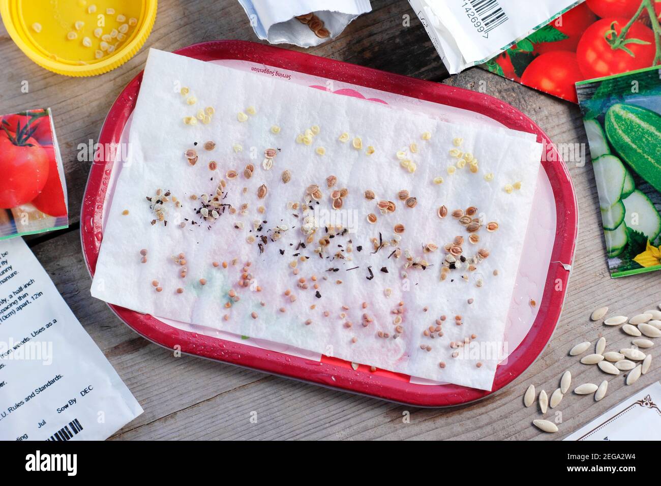 Testare la vitalità dei semi spruzzando campioni su un rotolo di cucina umido prima di coprire e mettere in un punto caldo. Nella foto: chili, pomodoro, rafano, pastinaca. Foto Stock