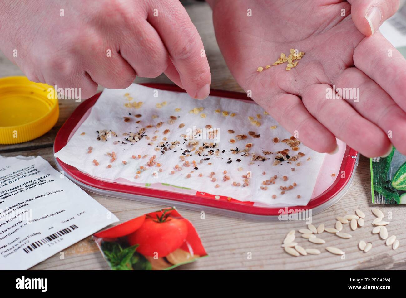 Testare la vitalità di vecchi semi spruzzando campioni su carta da cucina umida in rotolo. Nella foto: peperoncino, pomodoro, rafano, semi di pastinaca. Foto Stock