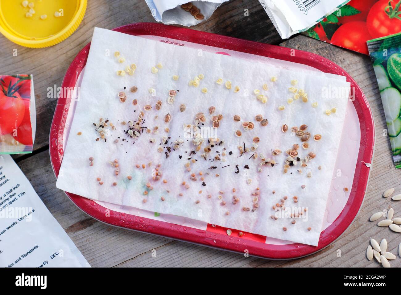 Testare la vitalità dei semi spruzzando campioni su un rotolo di cucina umido prima di coprire e mettere in un punto caldo. Nella foto: chili, pomodoro, rafano, pastinaca. Foto Stock