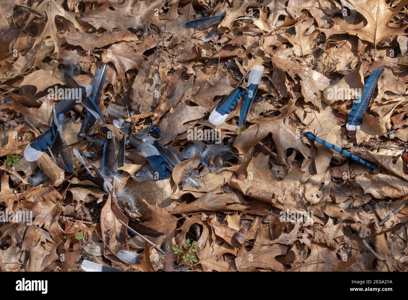 piume di uccello sul pavimento della foresta Foto Stock