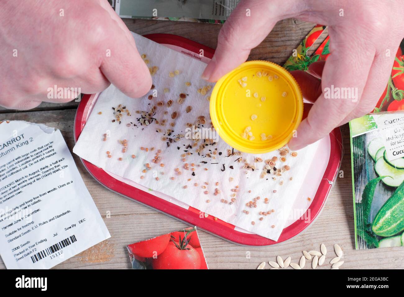 Testare la vitalità di vecchi semi spruzzando campioni su carta da cucina umida in rotolo. Nella foto: peperoncino, pomodoro, rafano, semi di pastinaca. Foto Stock