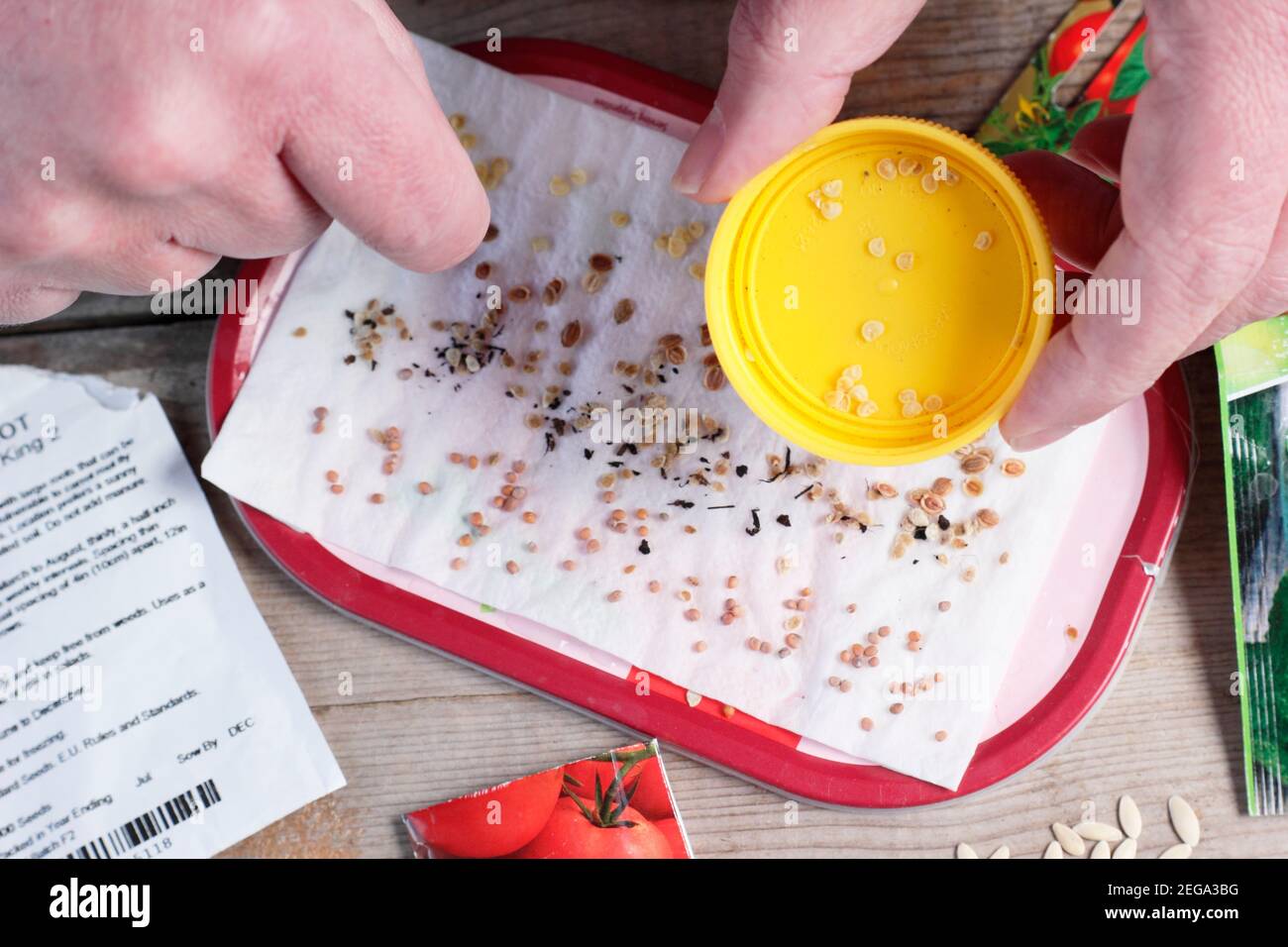 Testare la vitalità di vecchi semi spruzzando campioni su carta da cucina umida in rotolo. Nella foto: peperoncino, pomodoro, rafano, semi di pastinaca. Foto Stock