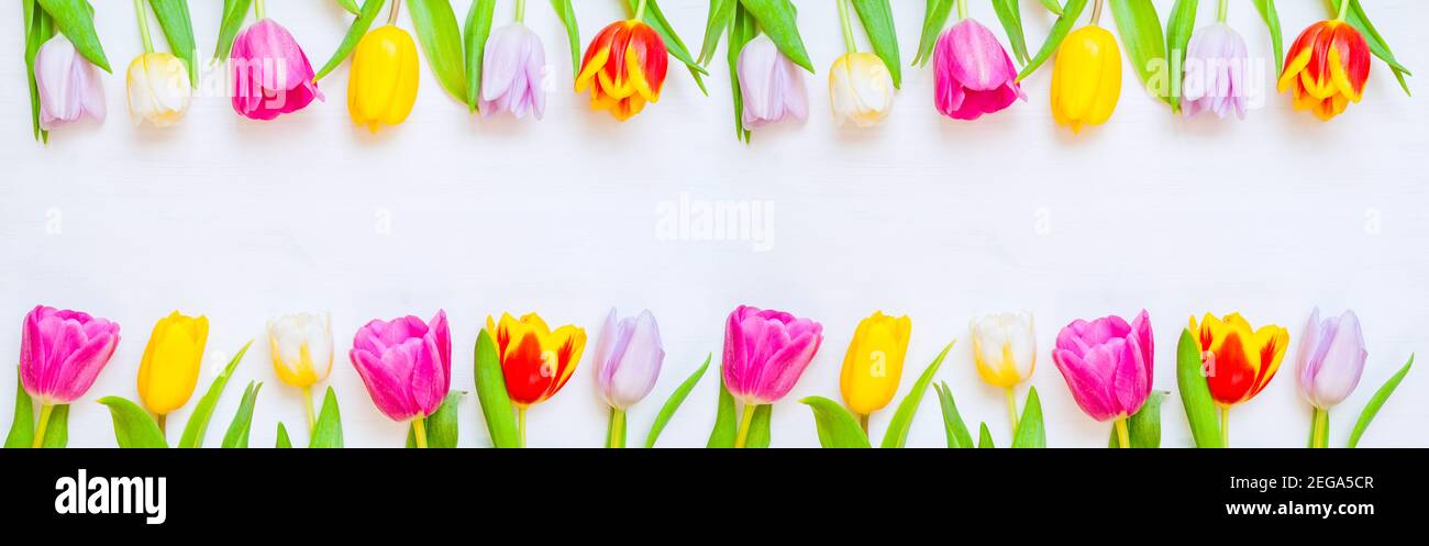 Sfondo primavera, fiori di tulipano primavera sullo sfondo bianco di legno, bordo primavera. Sfondo fiore primavera con fiori multicolore tulipano Foto Stock