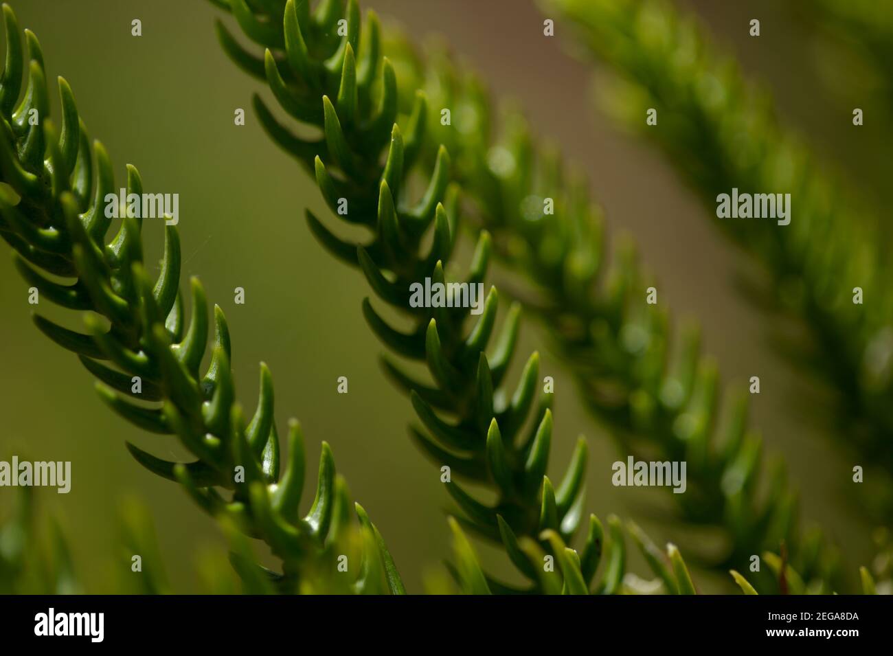 Foglie verdi di Araucaria eterofilla naturale macro sfondo floreale Foto Stock