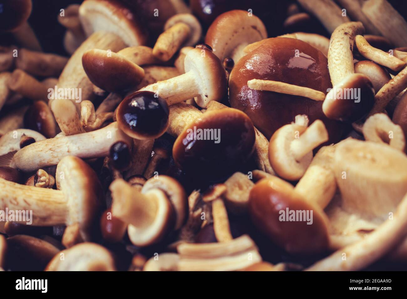 Vista di un gruppo di funghi di miele fresco su una piastra Foto Stock