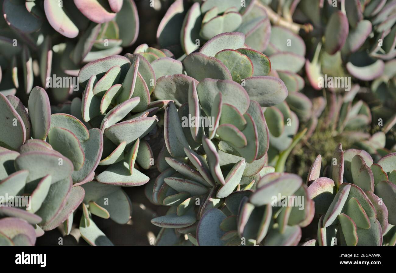 Crassula arborescens aka giada d'argento pianta succulente foglie macro naturale sfondo floreale Foto Stock