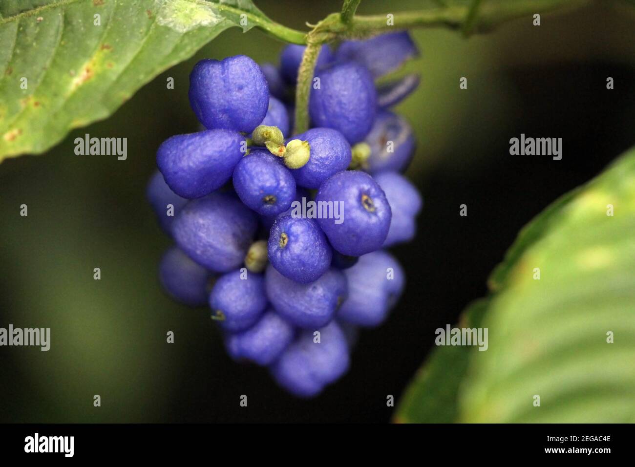 Frutti porpora-blu di Psychotria Pilosa trovati nelle foreste tropicali dell'america latina tra Nicaragua e Perù. Questa particolare foto è stata scattata in Co Foto Stock
