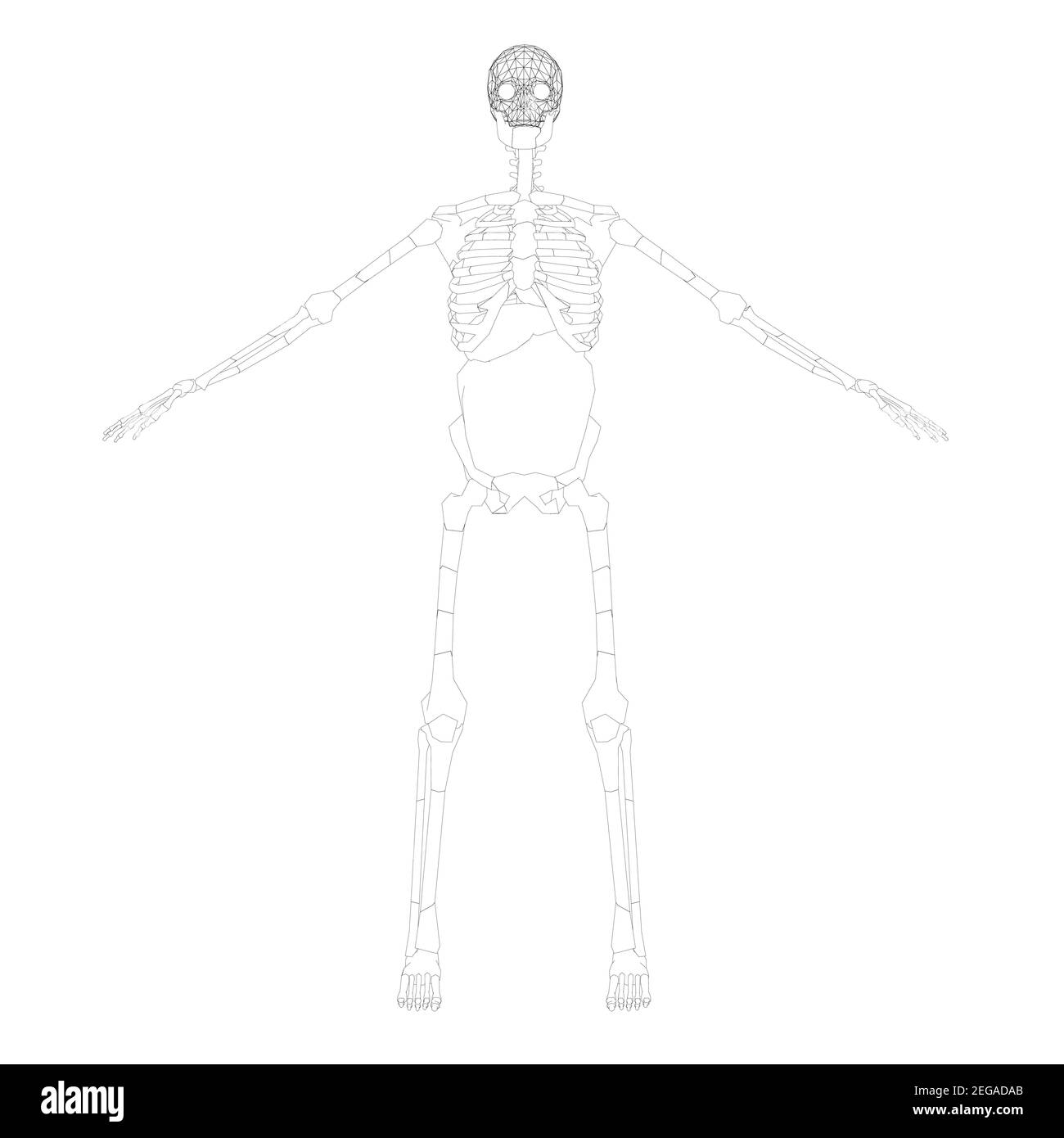 Il contorno dello scheletro umano con le mani sollevate. Vista frontale. Illustrazione vettoriale. Illustrazione Vettoriale