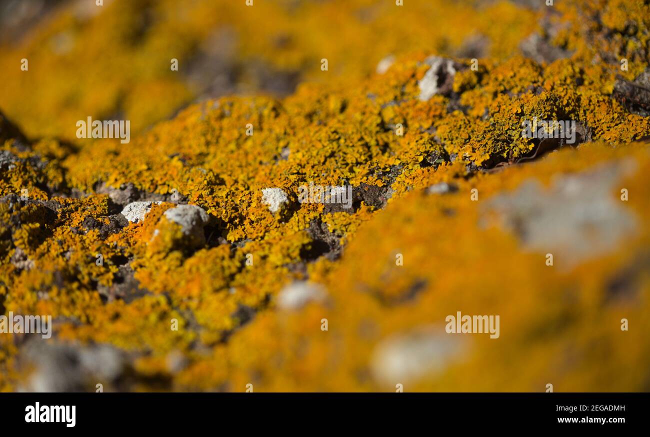 Giallo brillante arancio Calolacca marina aka Orange Sea Lichen sulla roccia, recenti piogge hanno ravvivato il corpo vegetativo, macro sfondo naturale Foto Stock