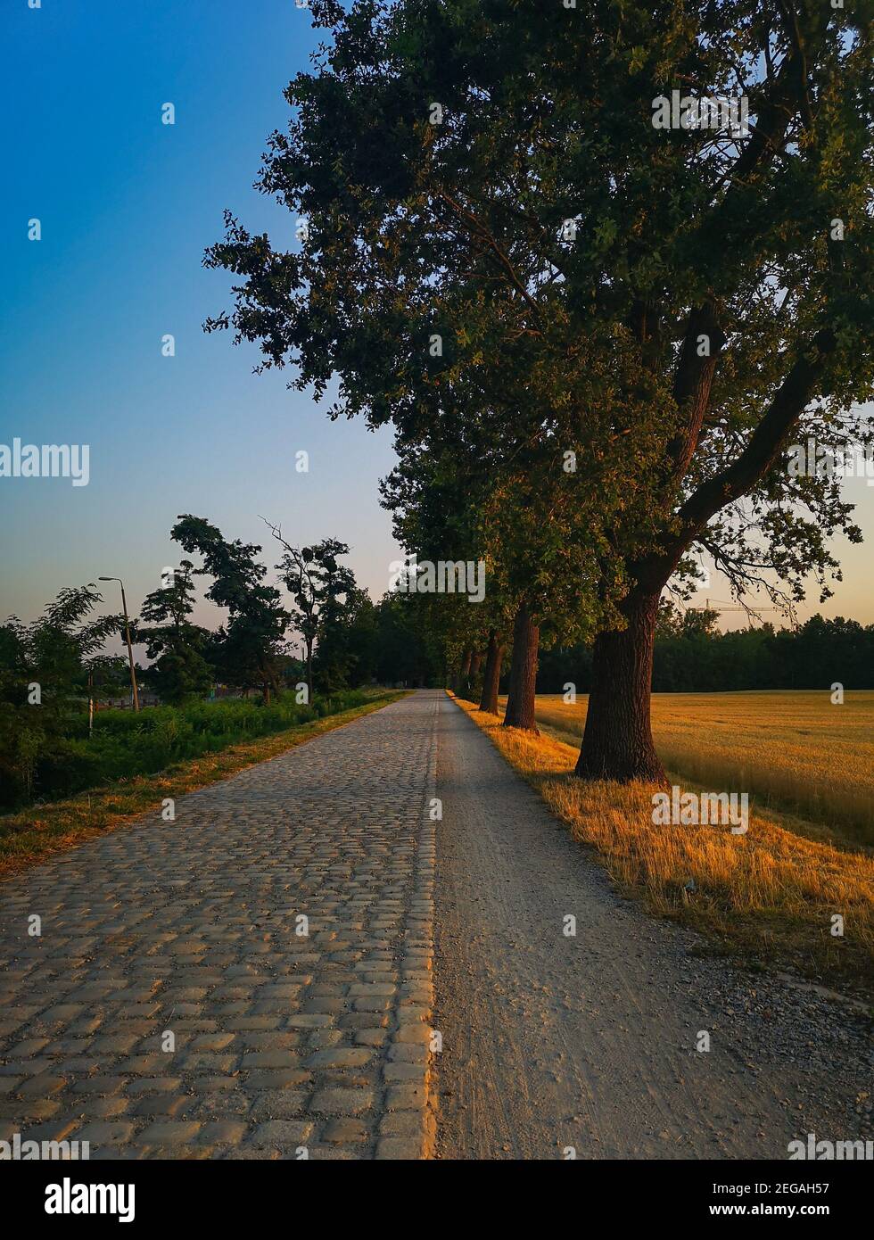 Lungo marciapiede di pietra tra gli alberi vecchi e il campo giallo a. mattina soleggiata Foto Stock