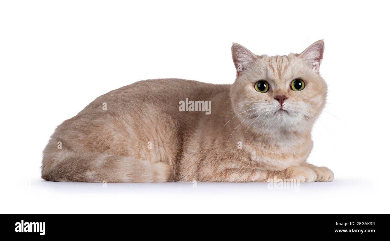 Dolce creme timido British Shorthair gatto, posa vie laterali. Guardando verso la fotocamera. Isolato su sfondo bianco. Foto Stock