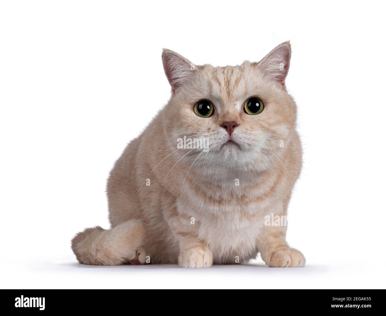 Dolce creme timido British Shorthair gatto, che si stese di fronte. Guardando verso la fotocamera. Isolato su sfondo bianco. Foto Stock