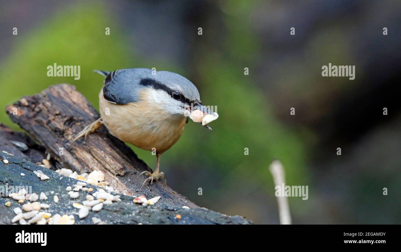 Nuthatch che si nuda nei boschi Foto Stock