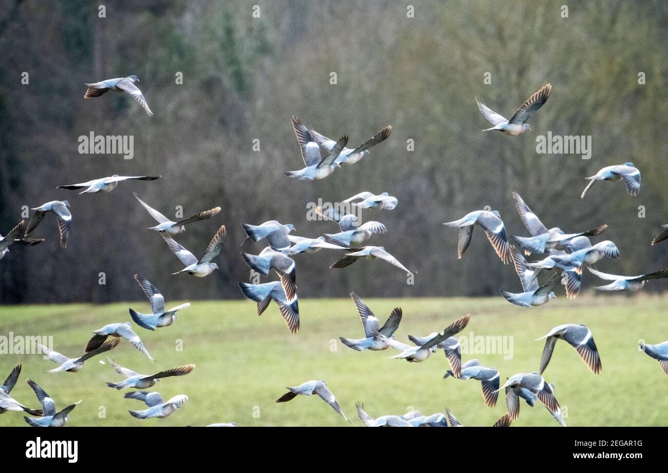 Woodpigeon Columba Palumbus Flock prendendo volo da campo arabile, West Lothian, Scozia, febbraio. Foto Stock