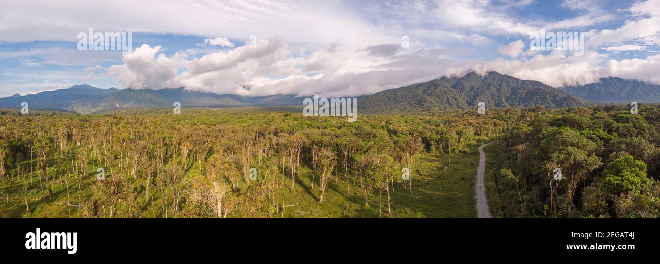 Ripresa aerea di una strada tagliata attraverso la foresta pluviale montana, alla foresta di sinistra convertito in pascolo, Cosanga, Ecuador Foto Stock
