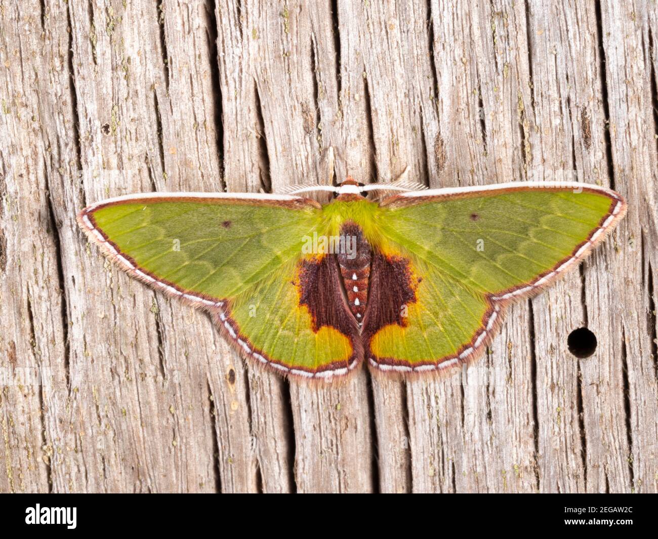 Falena tropicale nella foresta pluviale montana vicino a Cosanga sulle pendici amazzoniche delle Ande, Ecuador Foto Stock