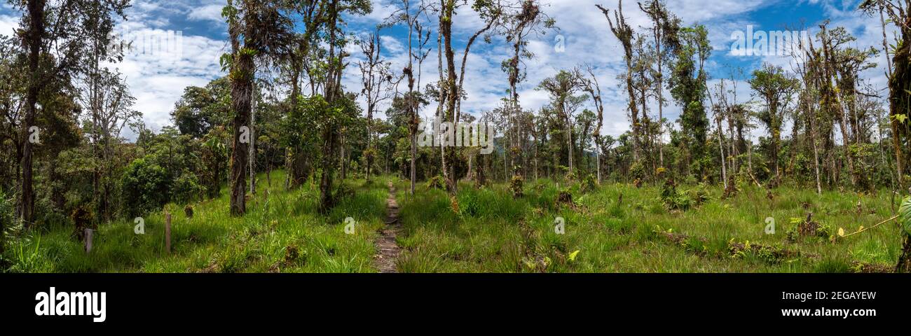 La foresta pluviale di Montane si convertì in pascolo di bestiame sulle discese amazzoniche dell'Andesmo, Ecuador Foto Stock