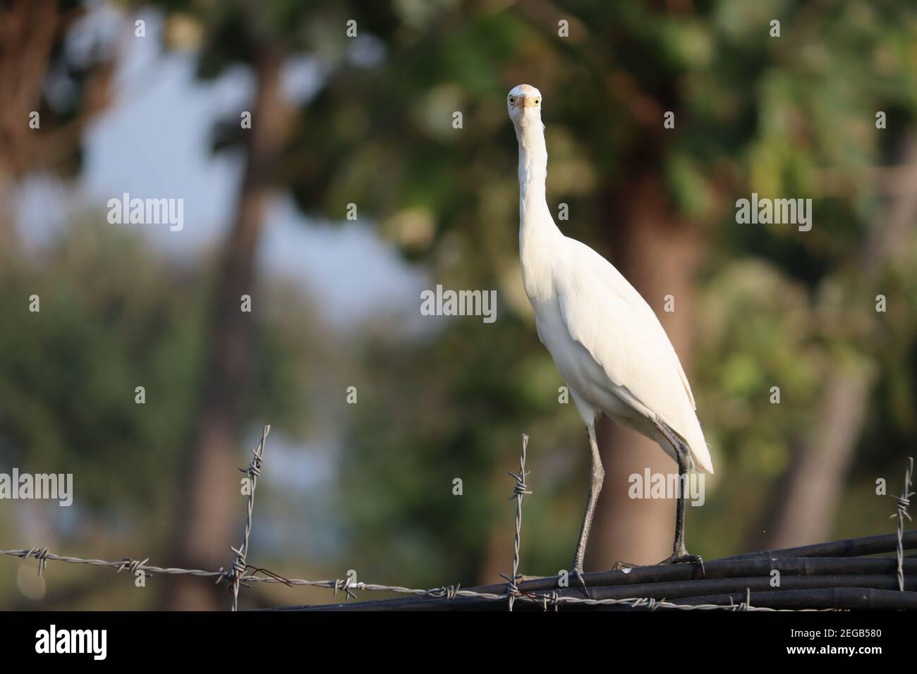 Primo piano di una gru bianca appollaiata su un barbato filo Foto Stock