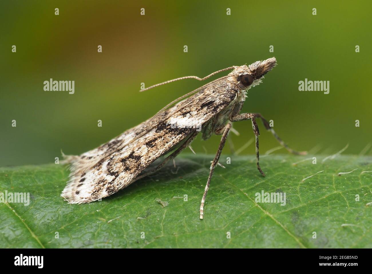 Falena grigia ad alata stretta (Eudonia angustea) appollaiata sulla foglia. Tipperary, Irlanda Foto Stock