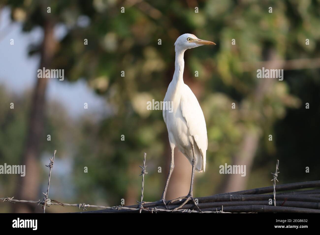 Primo piano di una gru bianca appollaiata su un barbato filo Foto Stock