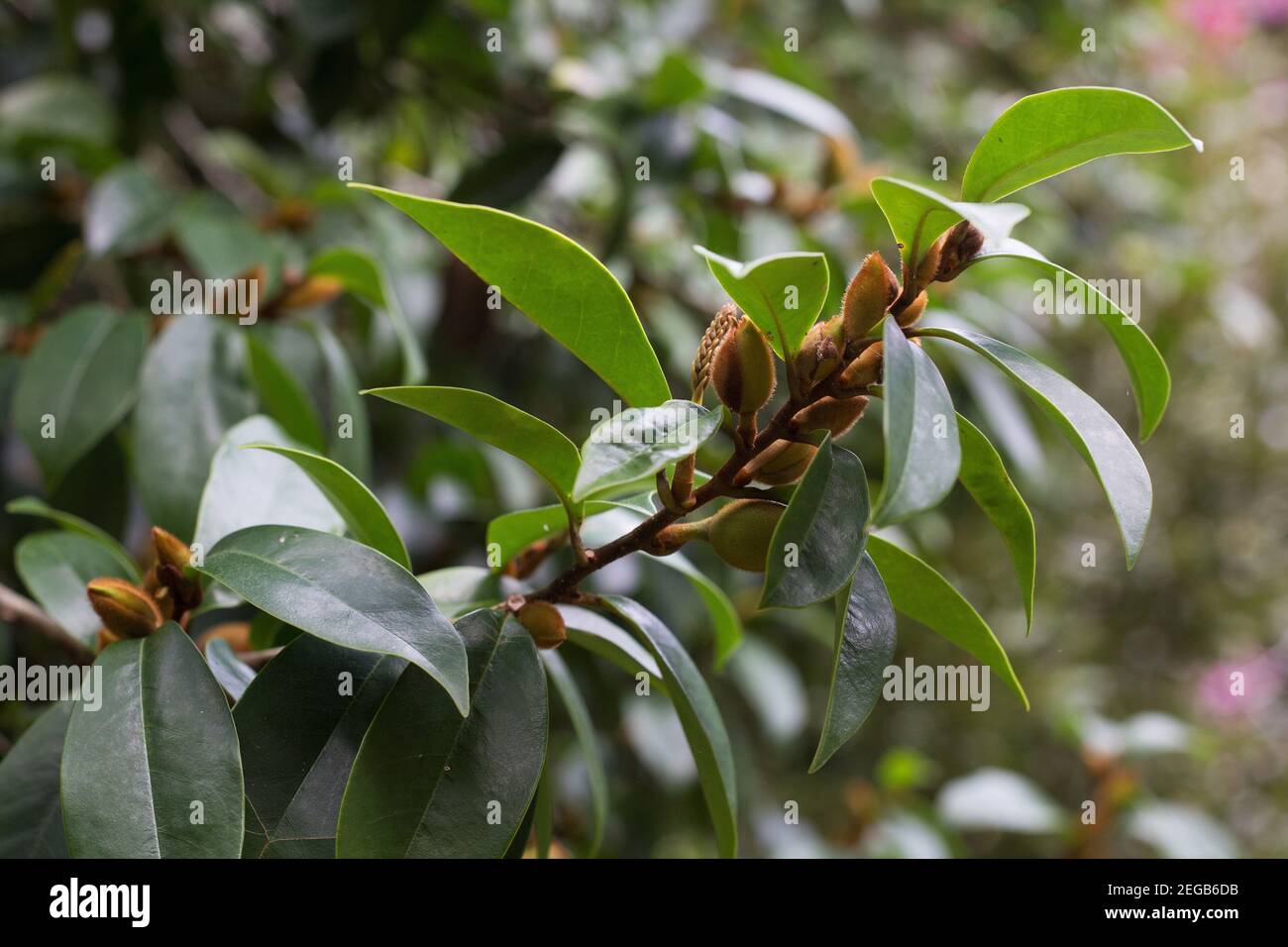 Micheria figo - banana bush. Foto Stock